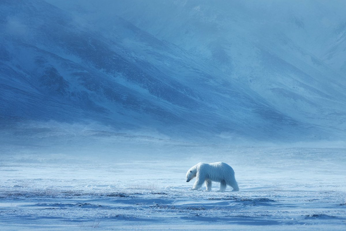 Frozen Tundra Majesty - 2